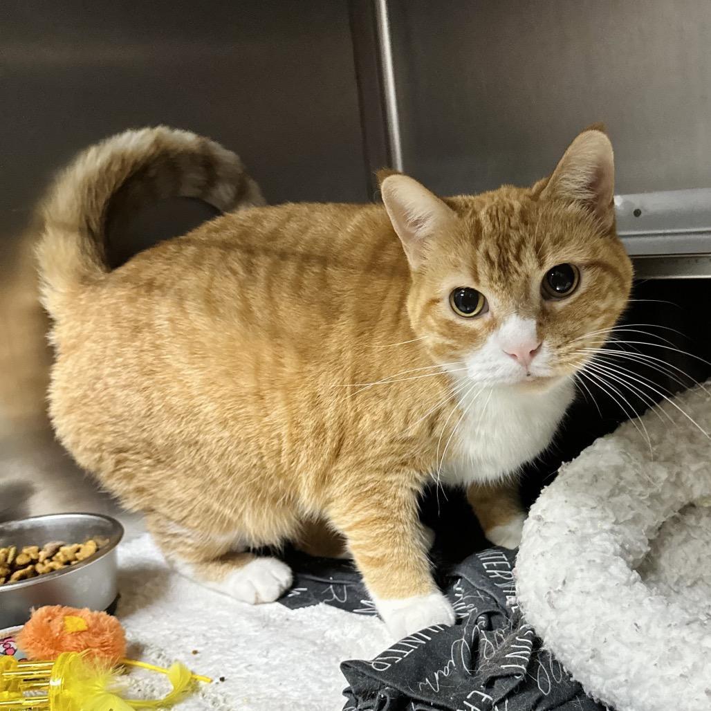 A senior large-sized female Orange / Red Domestic Short Hair cat named Cathy Sullivan Petsense for adoption in Union, MO