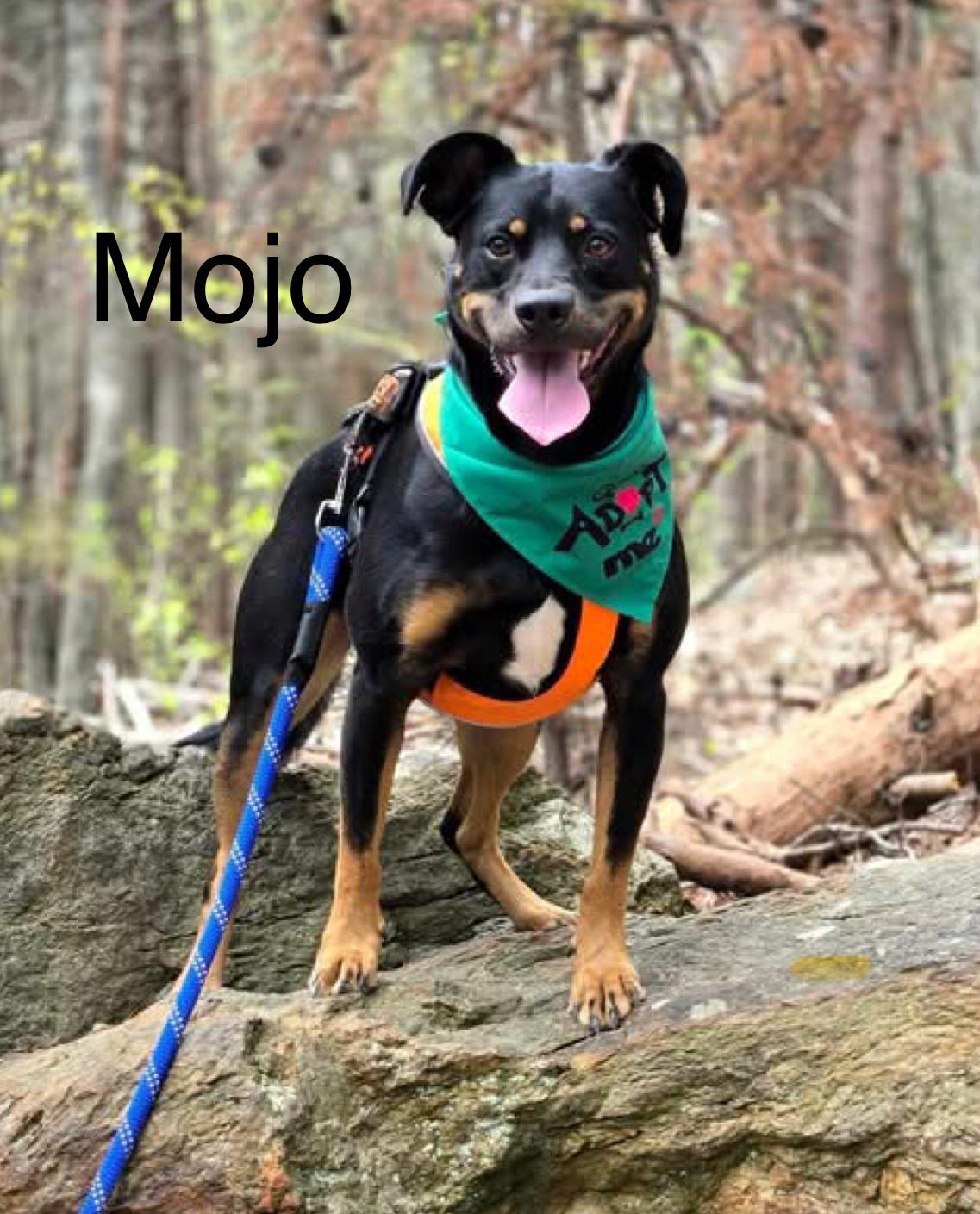 Mojo