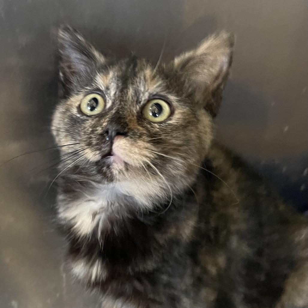 A baby small-sized female Tortoiseshell Domestic Short Hair cat named Comet for adoption in Park Falls, WI