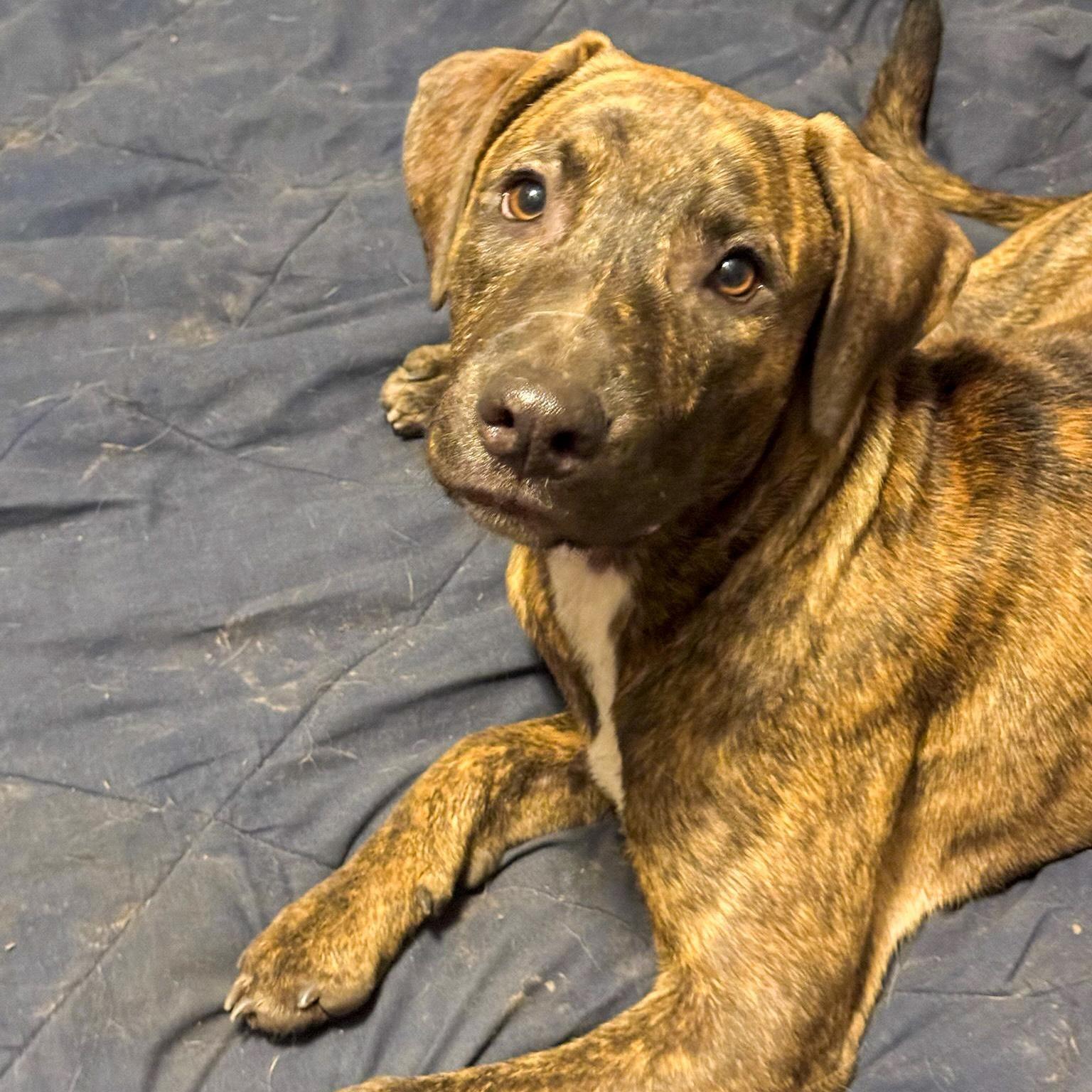 A young medium-sized male White / Cream Labrador Retriever dog named Java for adoption in Spring, TX