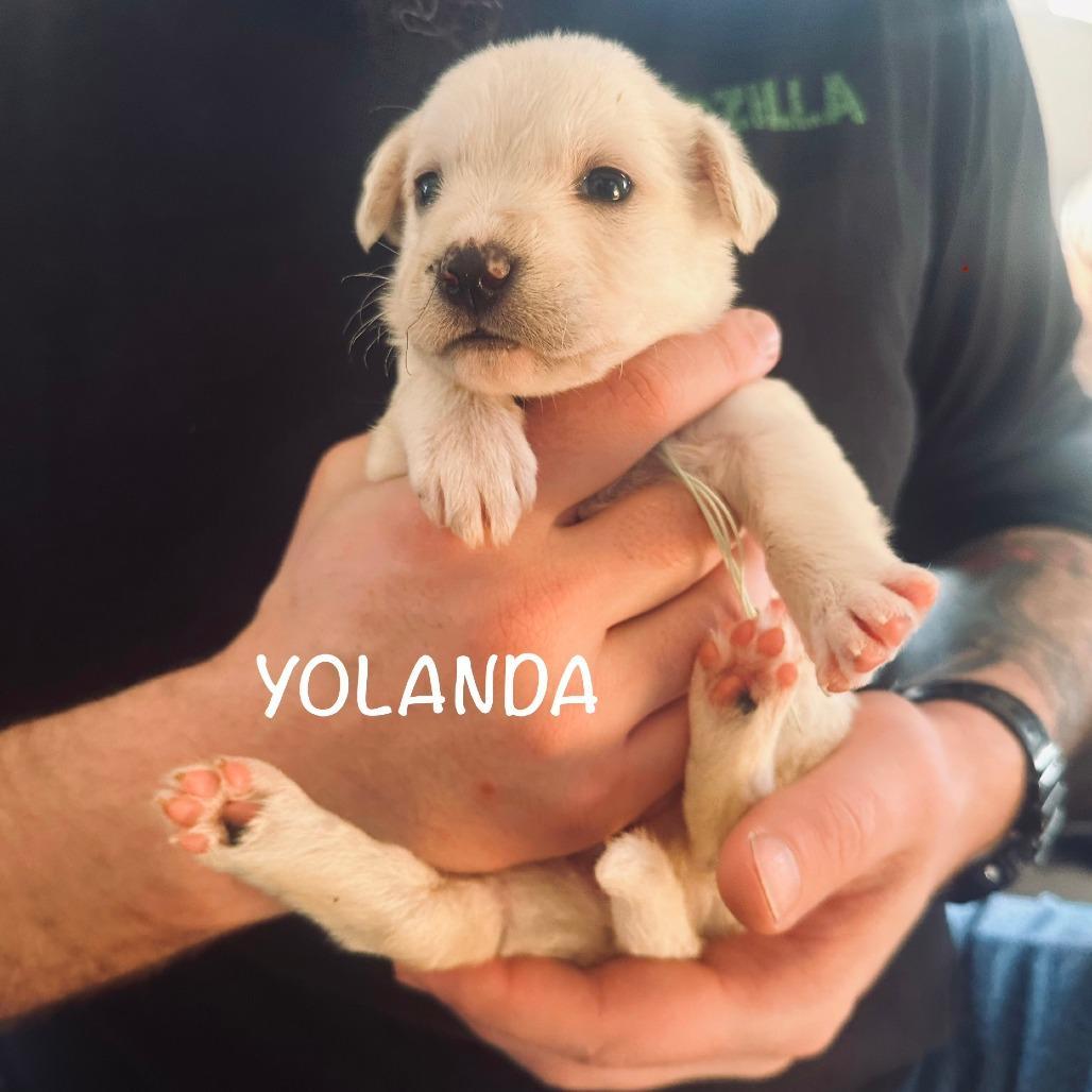 Yolanda