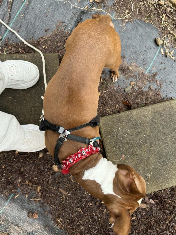 Shadow Man Mcconnell Gainesville