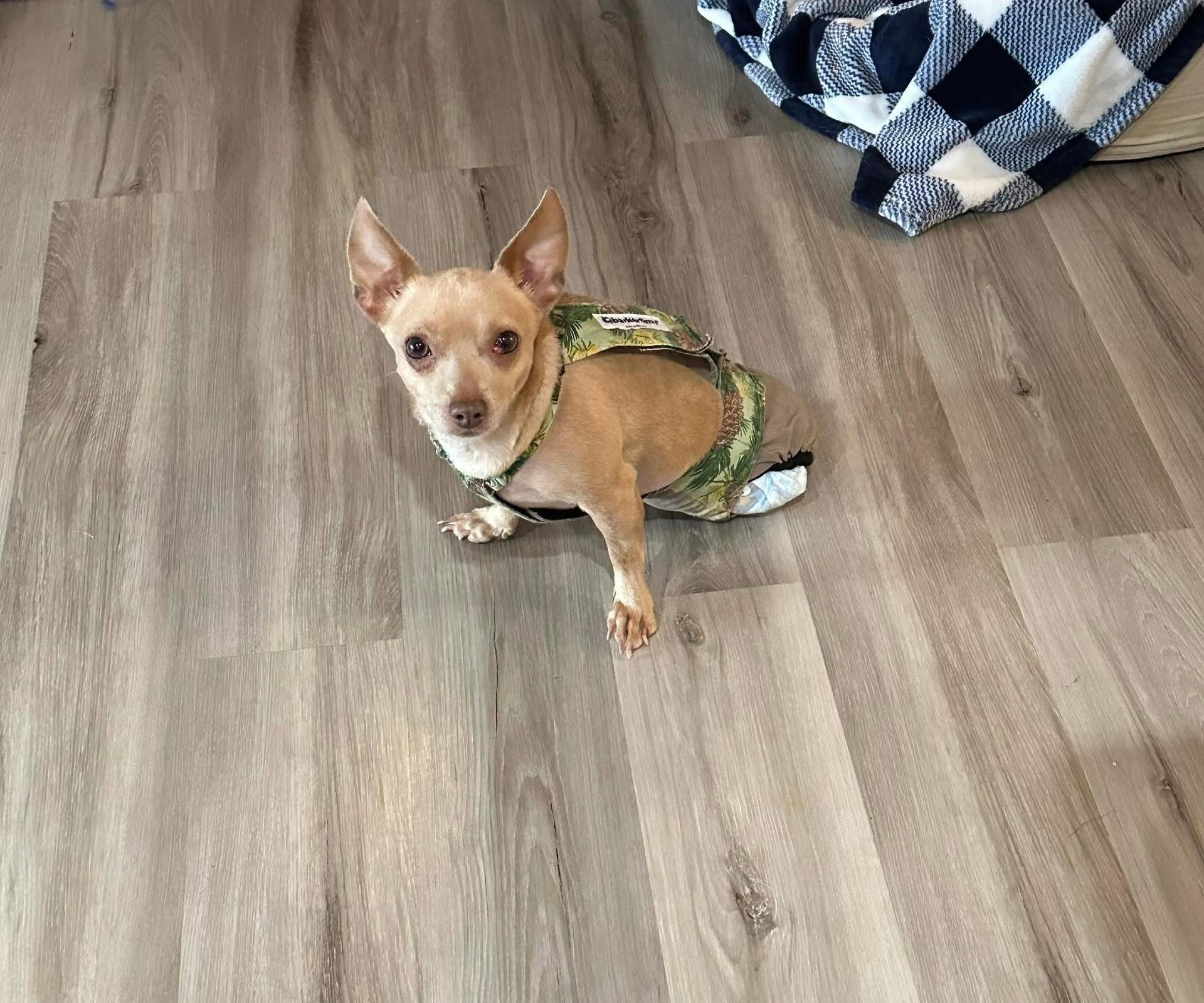 Chicoweenie