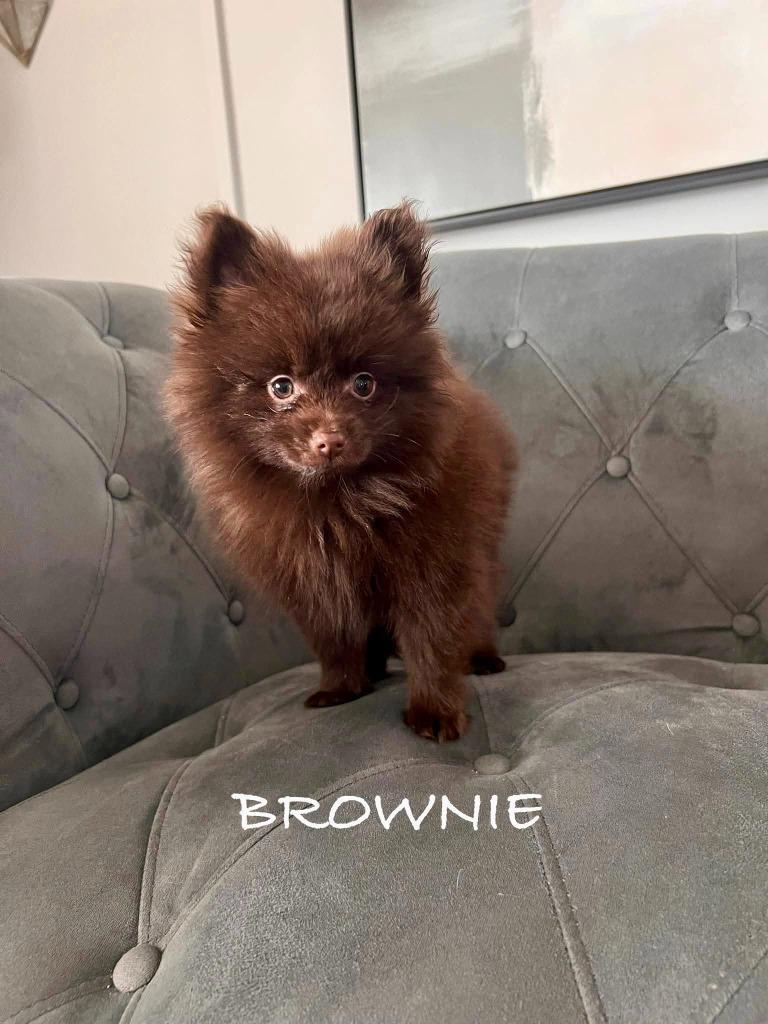 Brownie