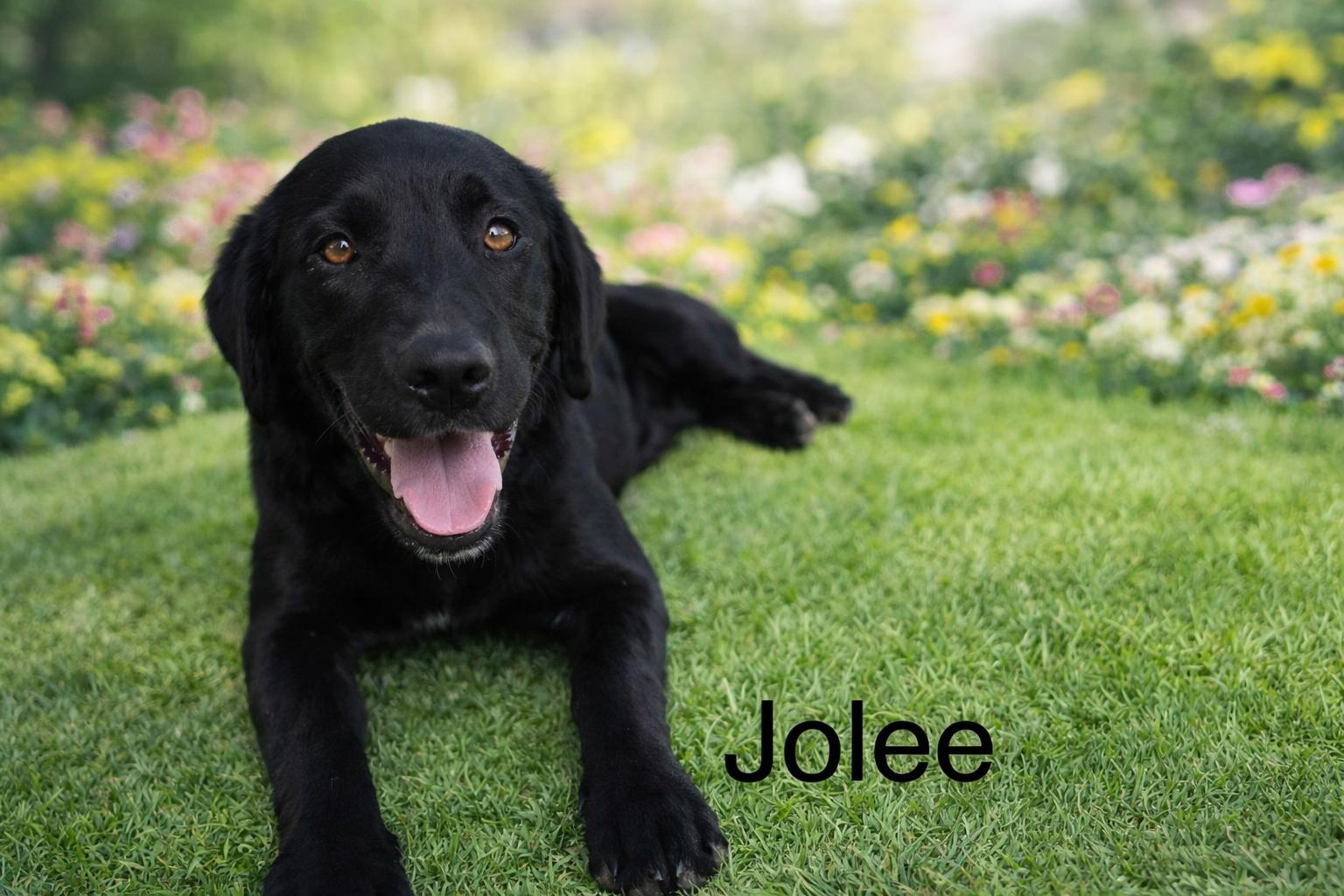 Jolee
