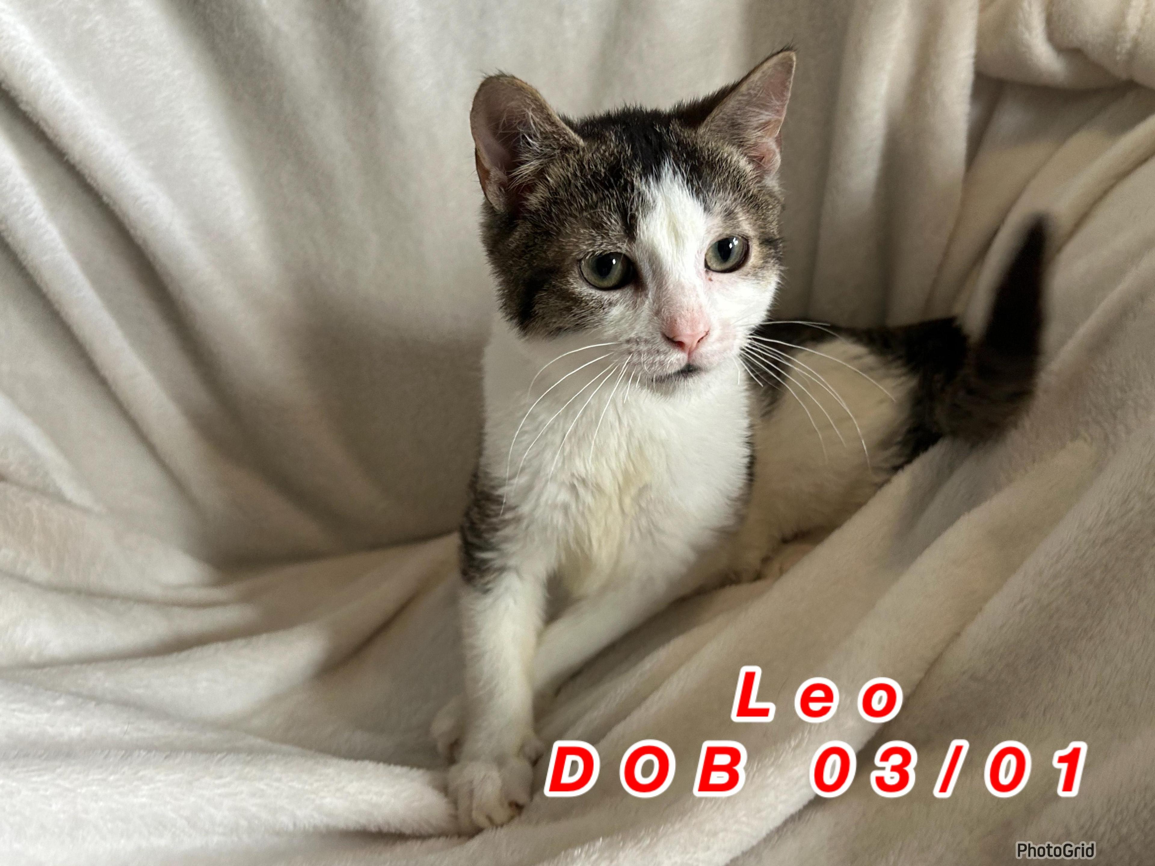 Leo