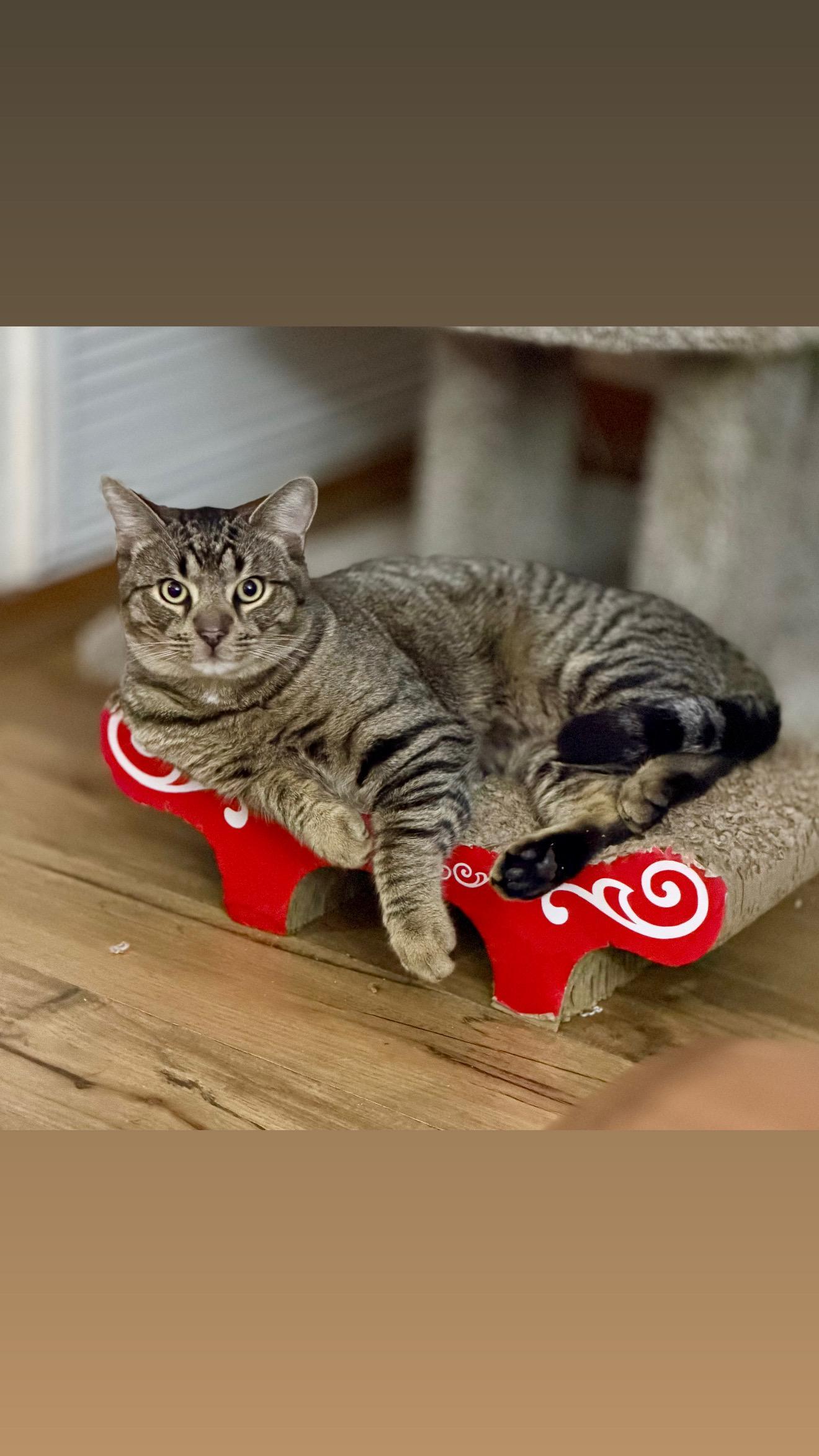 Tommy The Affectionate Tabby