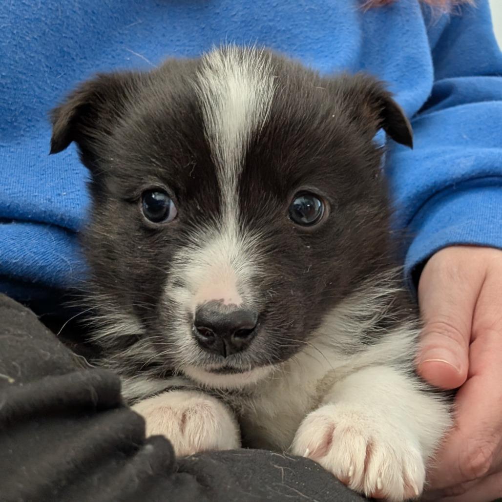 A baby medium-sized male Black Mixed Breed dog named Casey for adoption in Alexandria, VA
