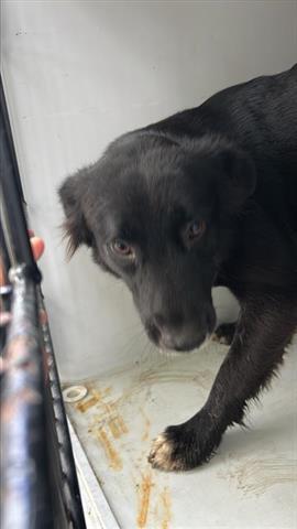 A young small-sized female German Shepherd Dog dog named Dora for adoption in Houston, TX