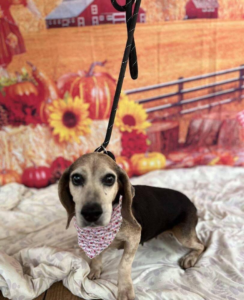A senior medium-sized female Beagle dog named Maw Maw for adoption in New York, NY