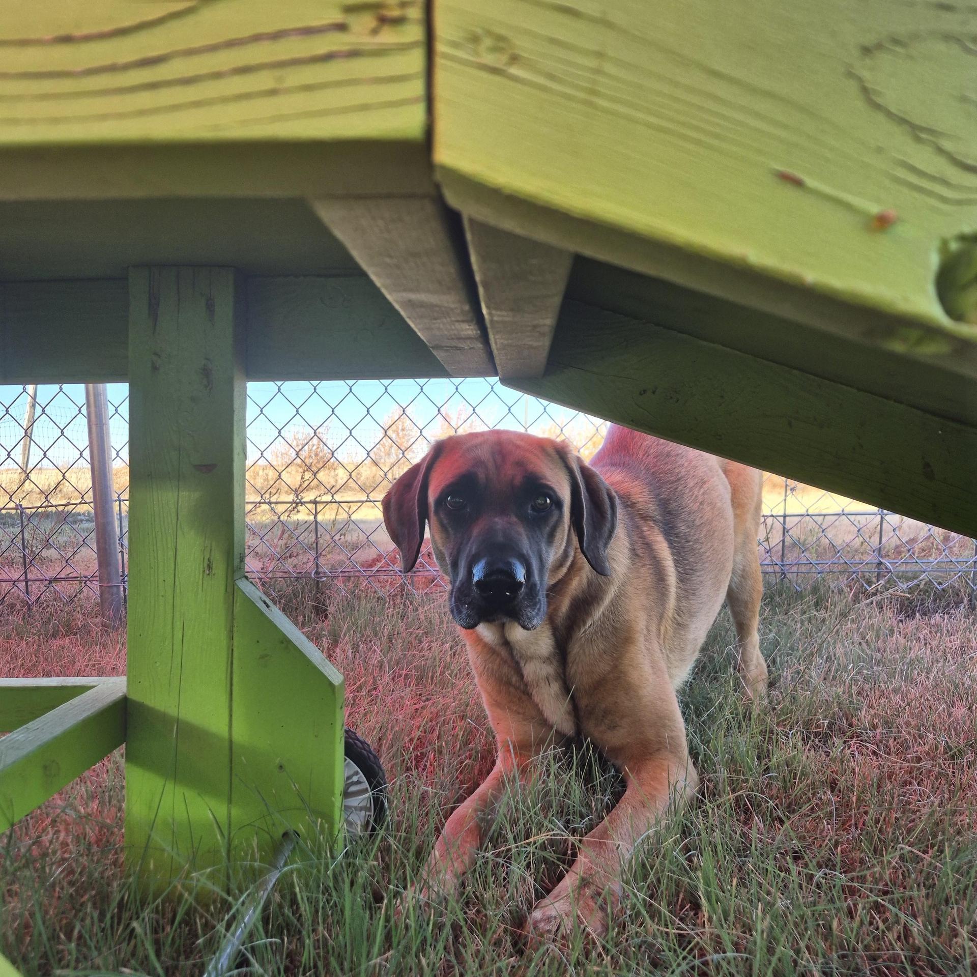 An adult medium-sized female Yellow / Tan / Blond / Fawn German Shepherd Dog dog named Sarah for adoption in Canyon, TX