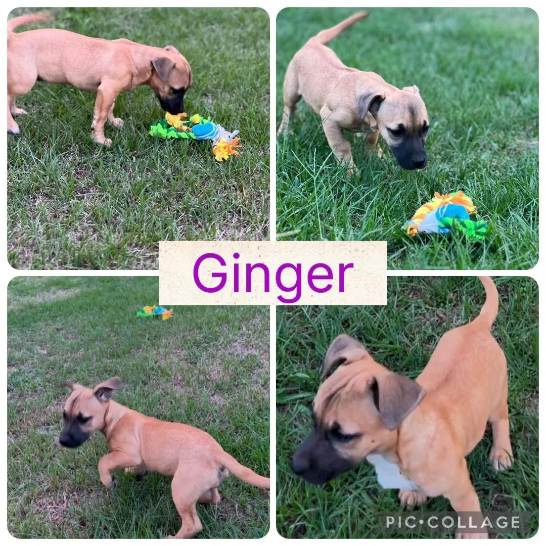 Ginger In Maine