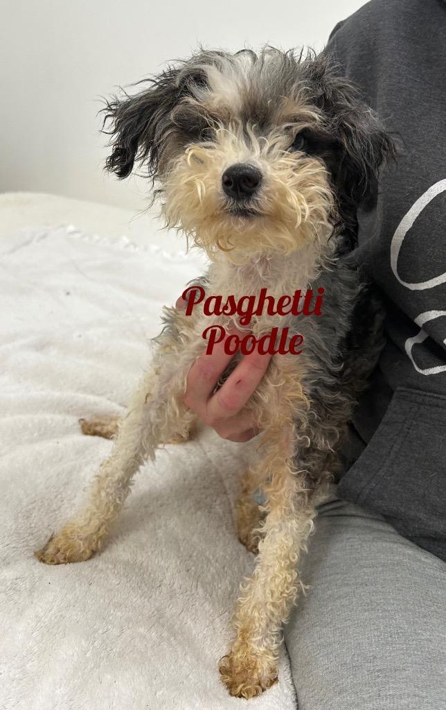 Pasghetti Poodle