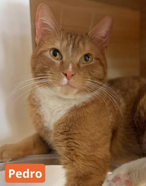 Pedro