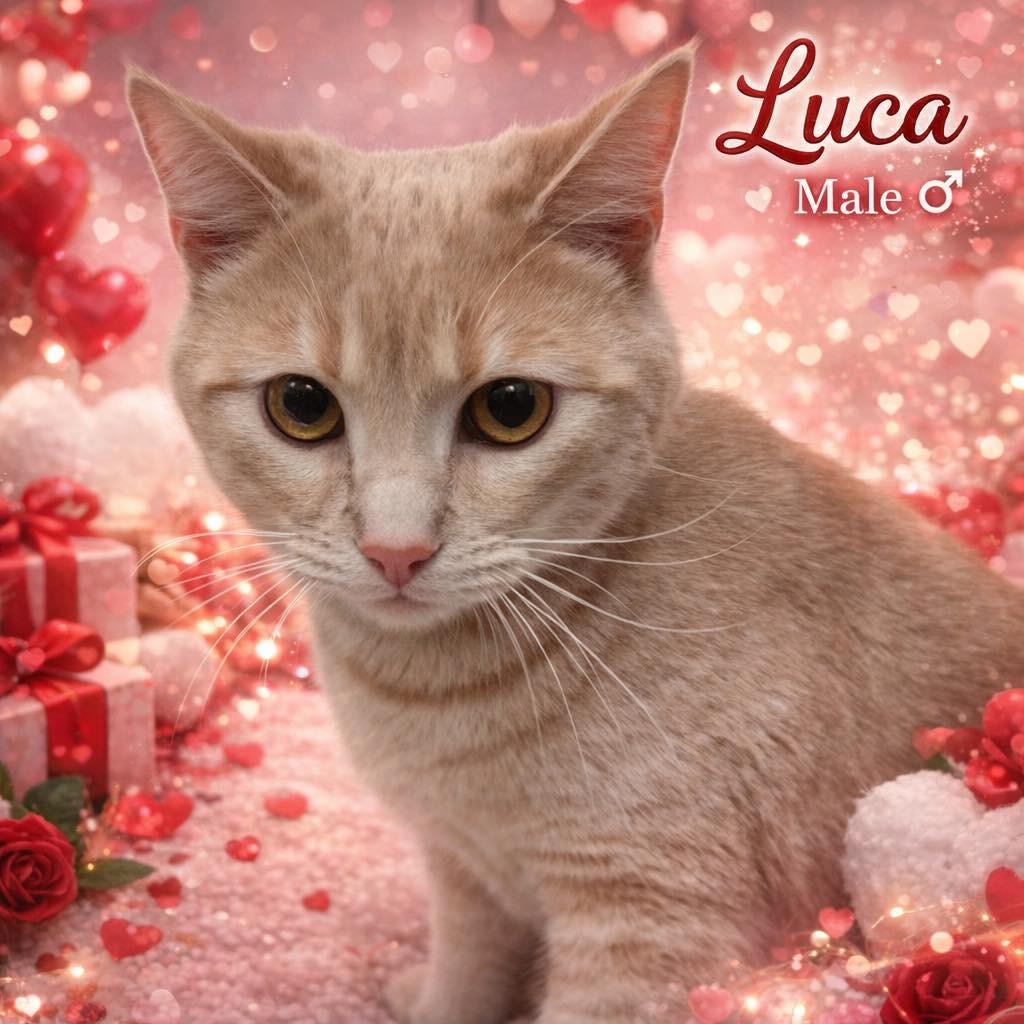 Luca