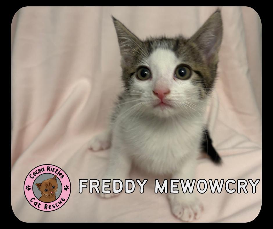 Freddie Meowcury