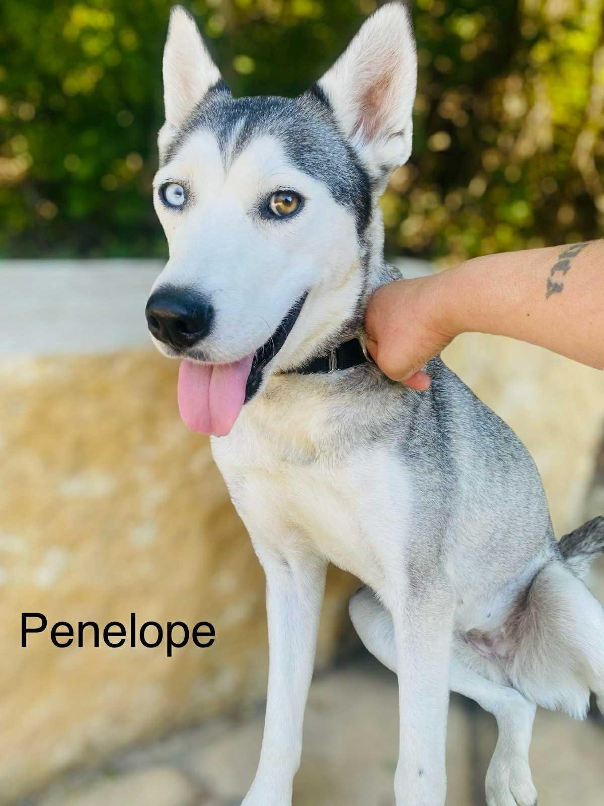 An adult medium-sized female Gray / Blue / Silver Husky dog named Penelope for adoption in Allen, TX