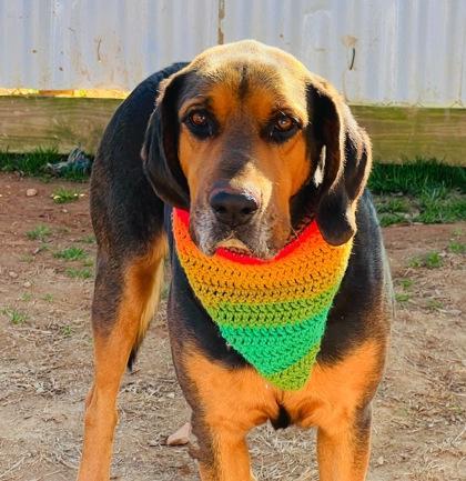 An adult large-sized male Bloodhound dog named Rex$ for adoption in Seneca, SC