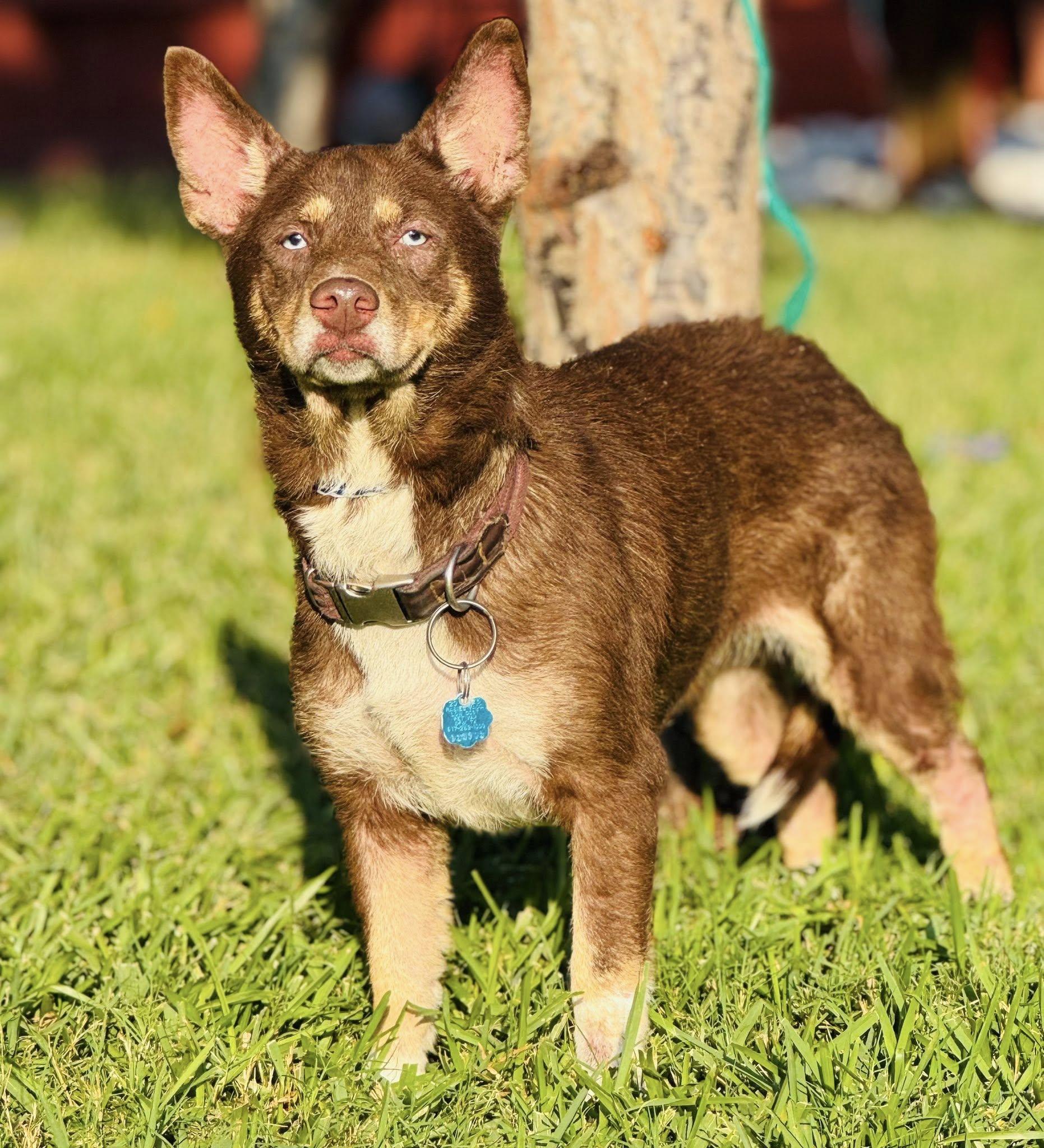 An adult medium-sized female Husky dog named Ruby for adoption in Allen, TX