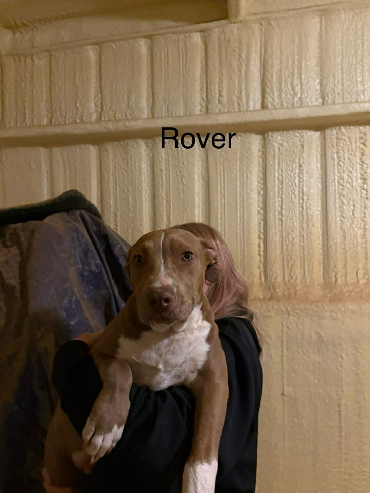 Rover