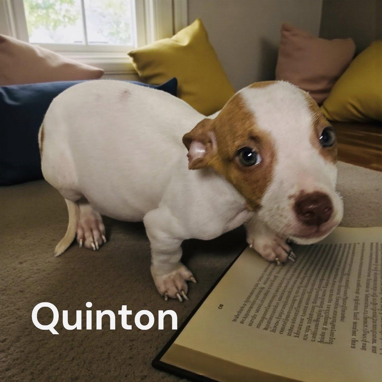 A baby small-sized male White / Cream Chihuahua dog named Quinton for adoption in Allen, TX