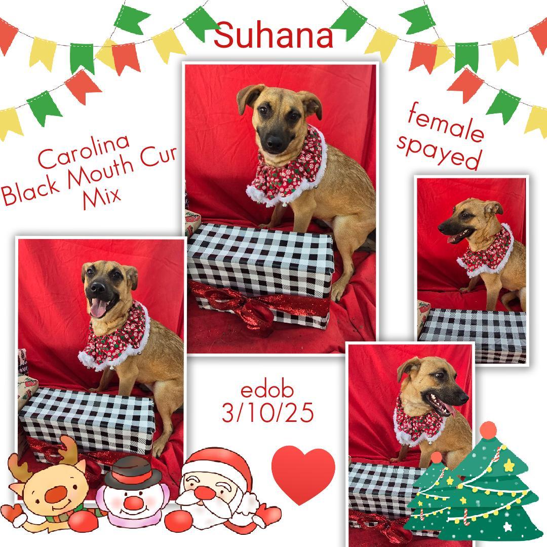 A baby medium-sized female Brown / Chocolate Black Labrador Retriever dog named Suhana Mdt for adoption in Missouri City, TX