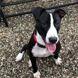 An adult large-sized male Black Border Collie dog named Bocephus for adoption in Houston, TX