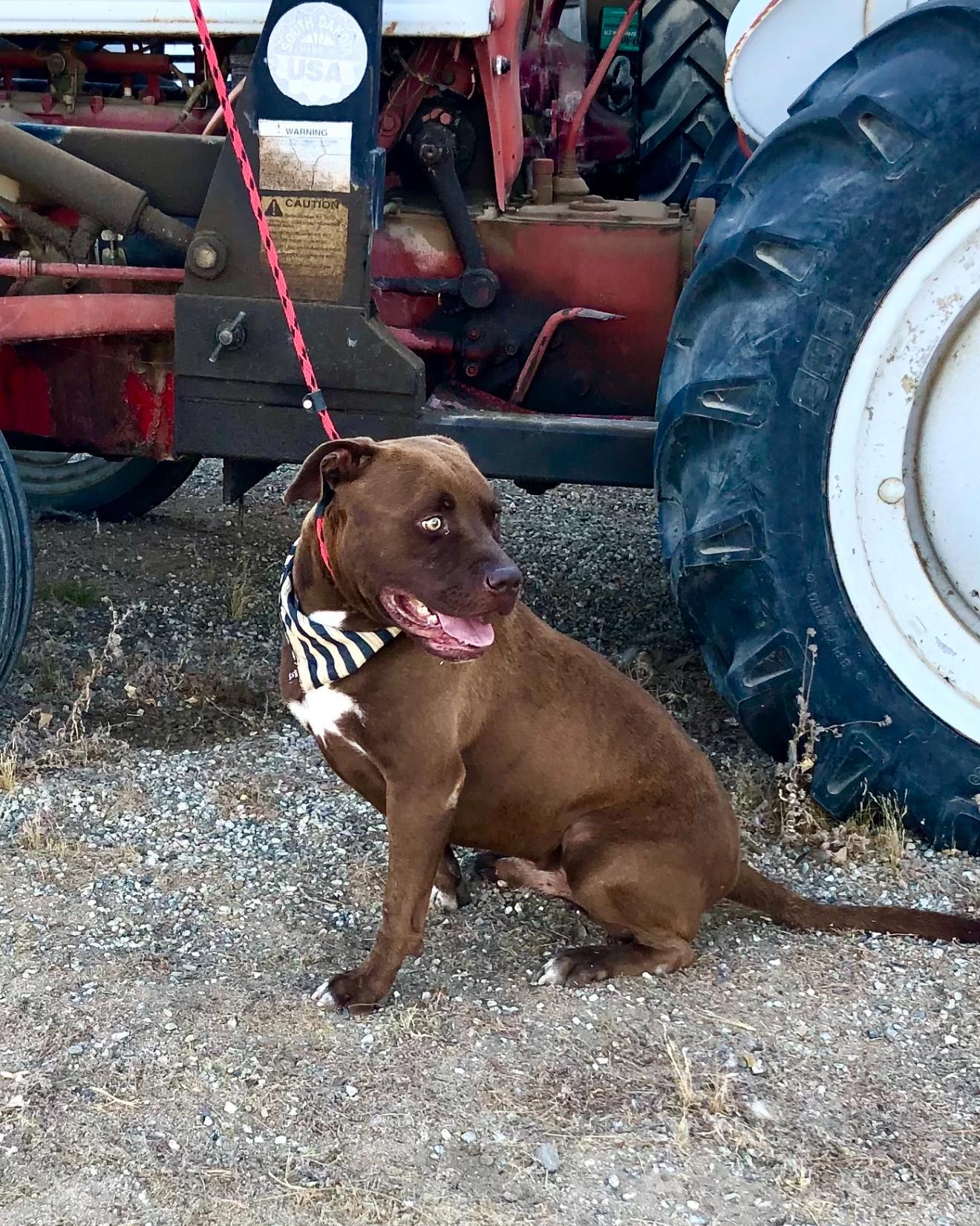 Jackson ~ Chocolate Pitt