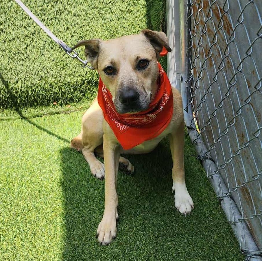 An adult medium-sized female Yellow / Tan / Blond / Fawn Black Mouth Cur dog named Wilma for adoption in Oak Point, TX