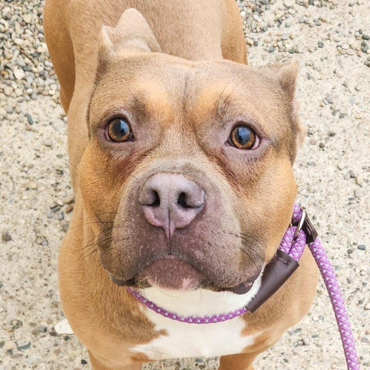 Niko Needs A Forever