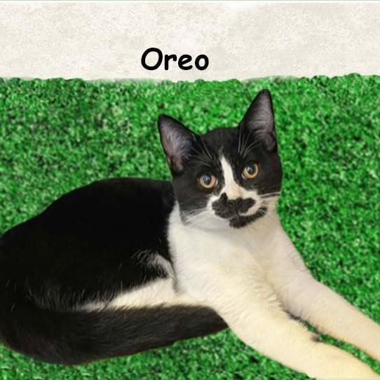 Oreo Cm photo 1