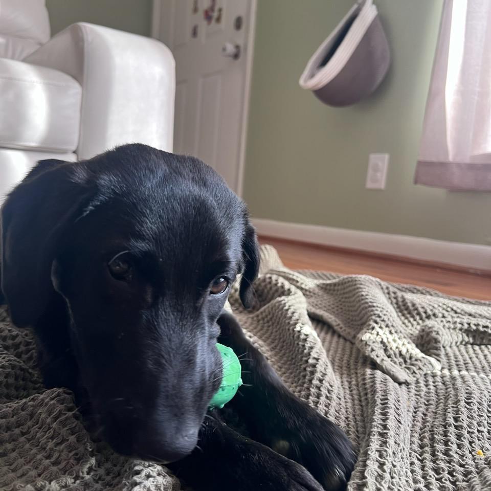A young medium-sized male Black Mixed Breed dog named Onyx for adoption in Alexandria, VA