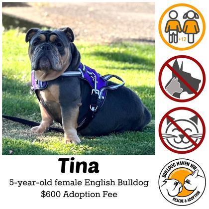 A young medium-sized female English Bulldog dog named Tina for adoption in Bonney Lake, WA