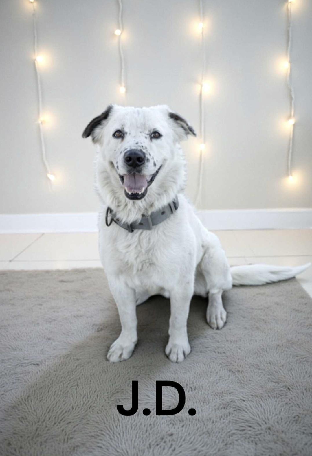 A young medium-sized male Australian Shepherd dog named Jd for adoption in Allen, TX