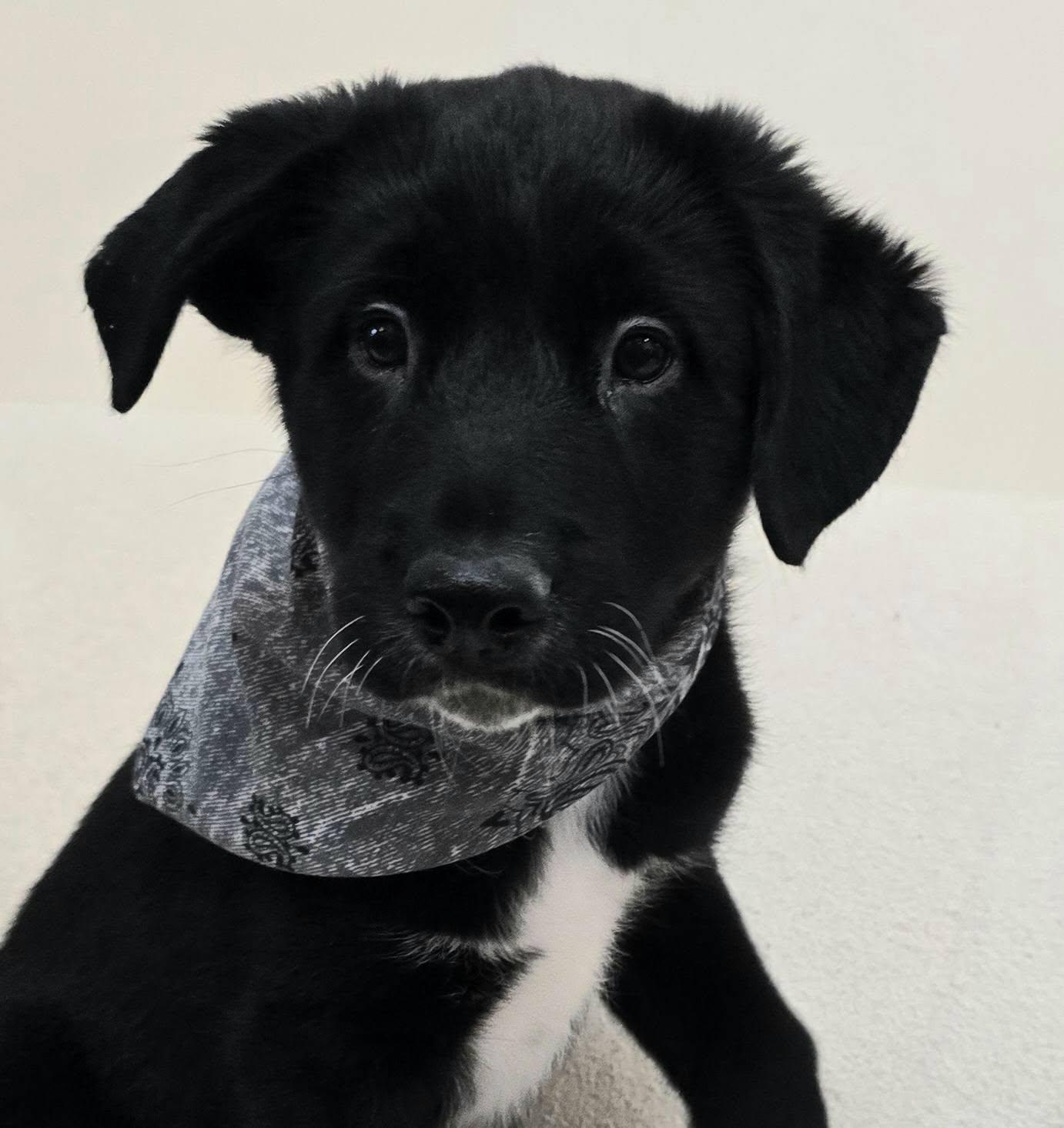 Brando Mom Chocolate