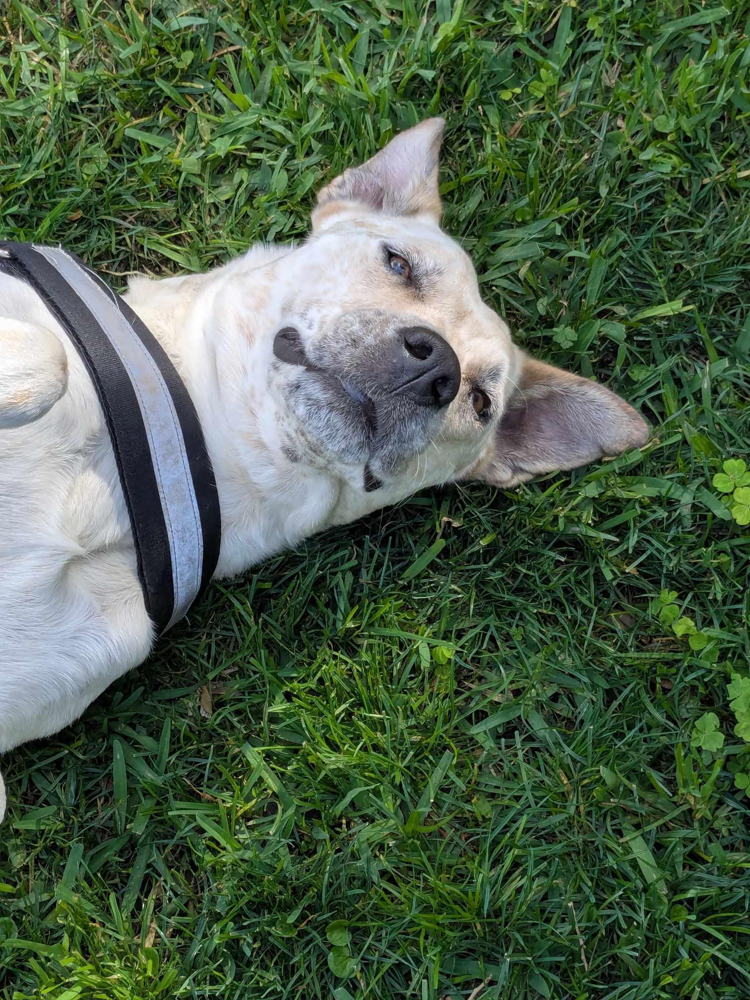 An adult medium-sized female White / Cream Australian Cattle Dog / Blue Heeler dog named Saki for adoption in Richmond, TX