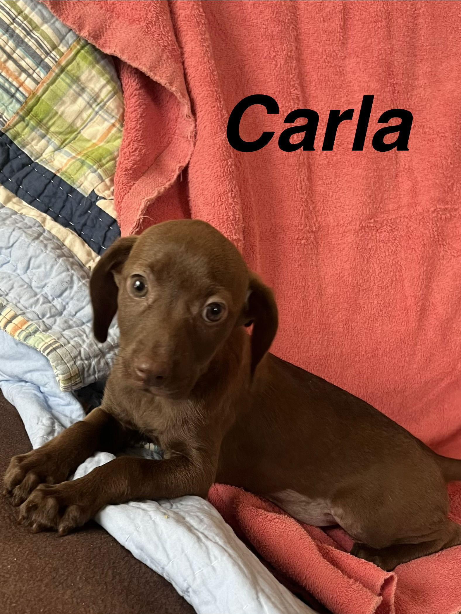 Carla