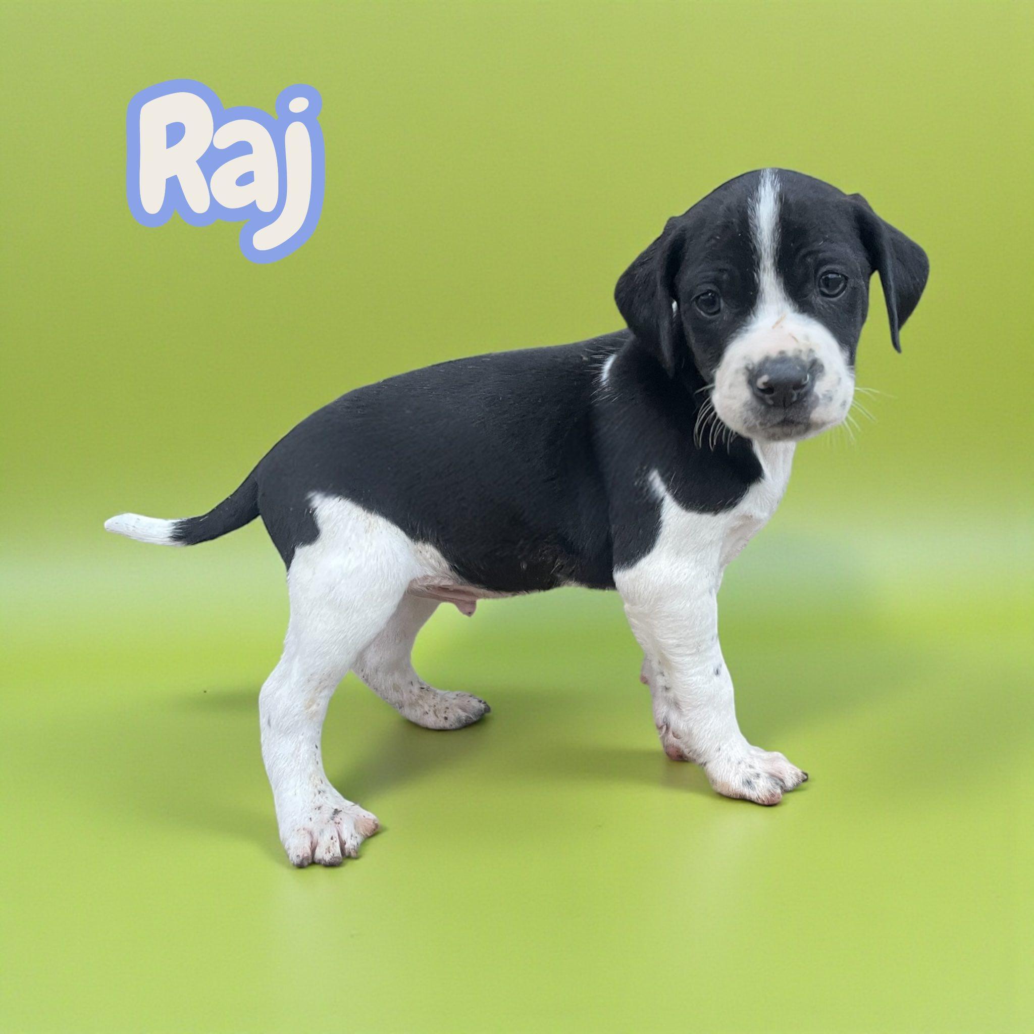 Raj