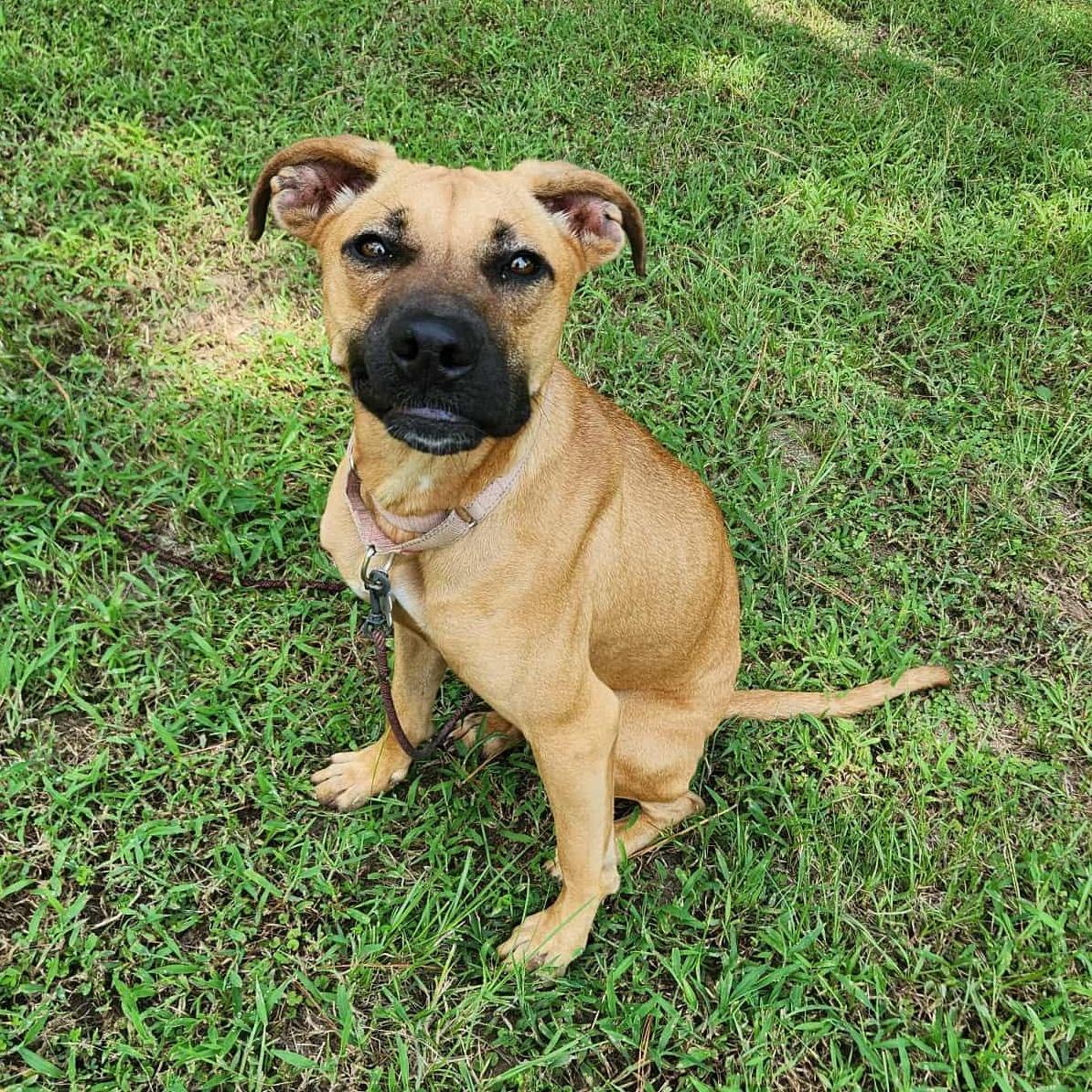 A young medium-sized female Bicolor Black Mouth Cur dog named Tula for adoption in Houston, TX