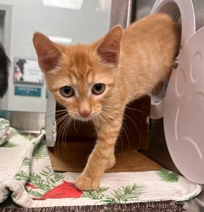 Charmander Bonded With