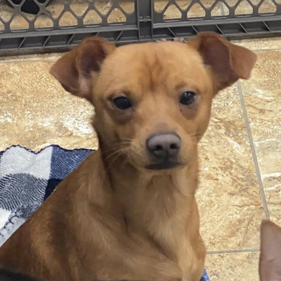 The “nkotb” Puppies