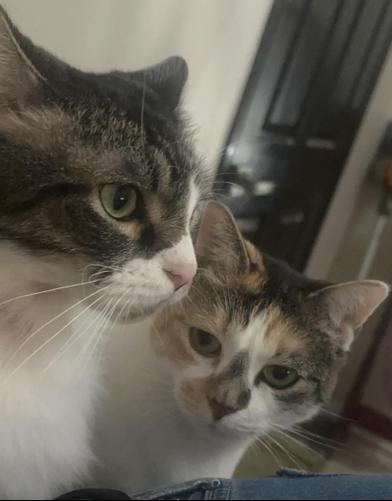 A senior medium-sized female Gray / Blue / Silver Domestic Medium Hair cat named Lilly & Pepper for adoption in Liverpool, TX