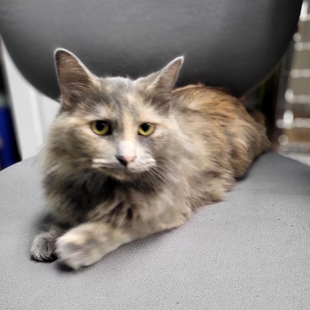 Brandii Petsmart Belleville