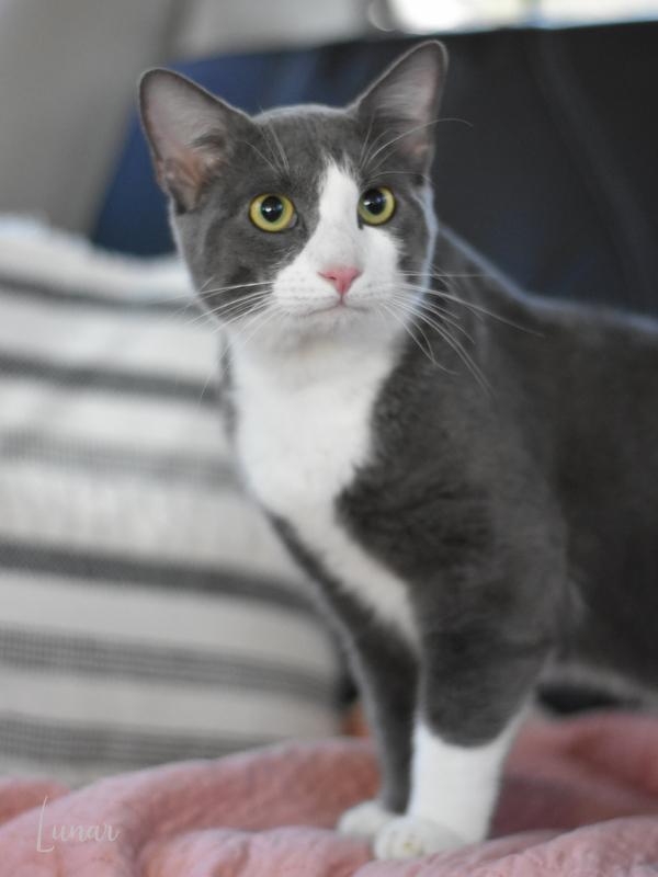 An adult medium-sized male Gray & White Domestic Short Hair cat named Lunar for adoption in Conroe, TX