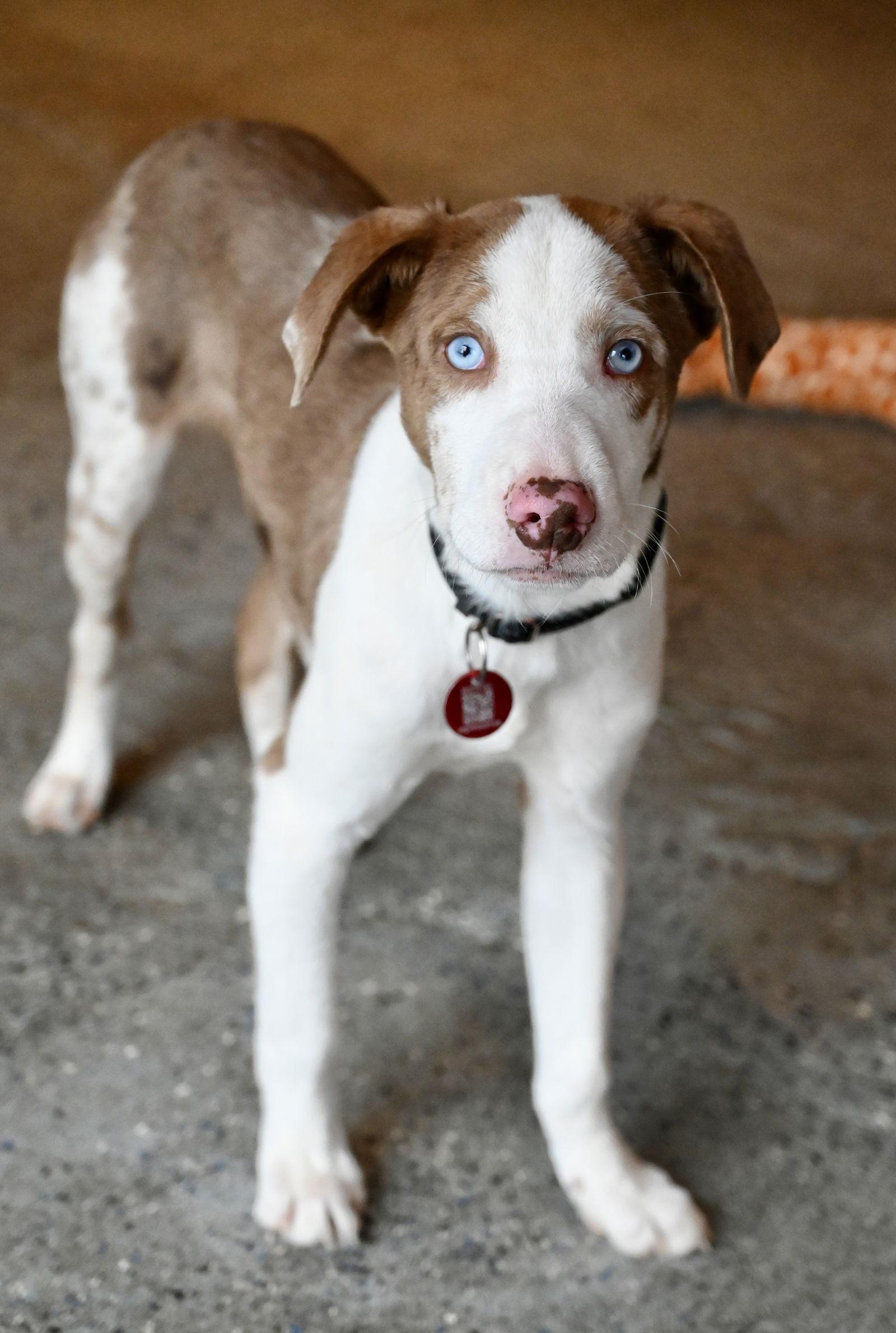 Mushroom Pizza Local