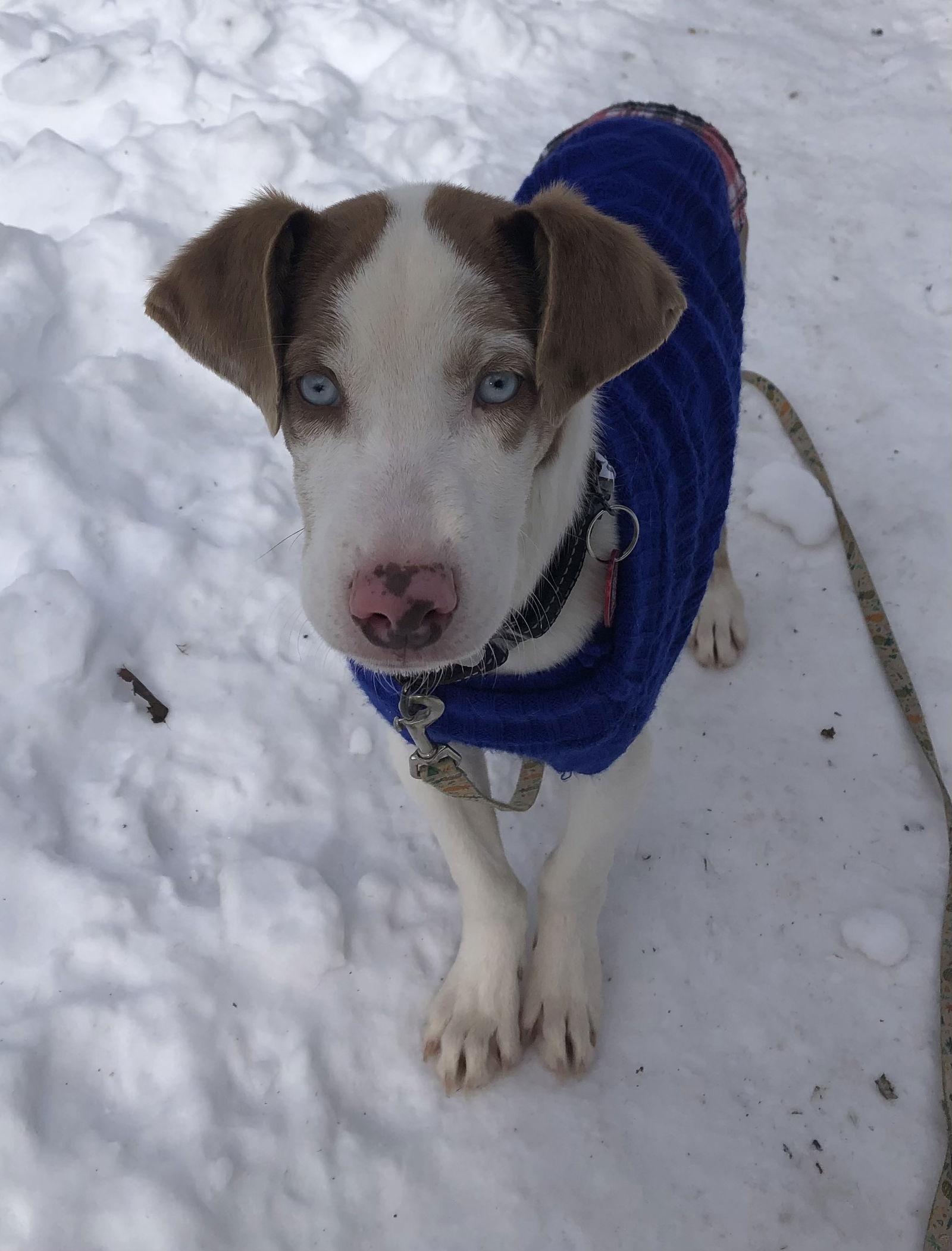 Mushroom Pizza Local
