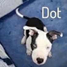 Dot
