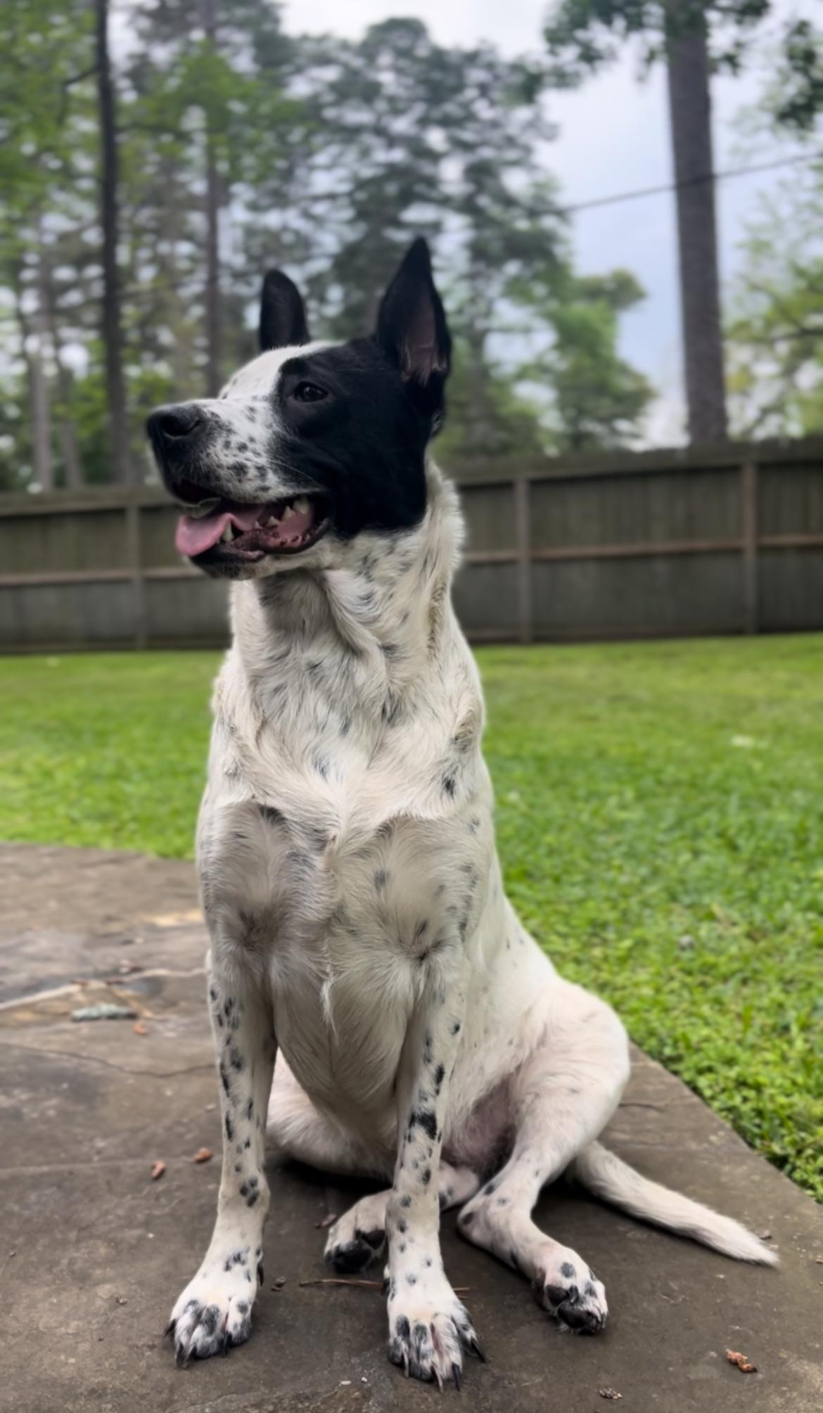 A young medium-sized female Black Pointer dog named Birdie for adoption in Humble, TX