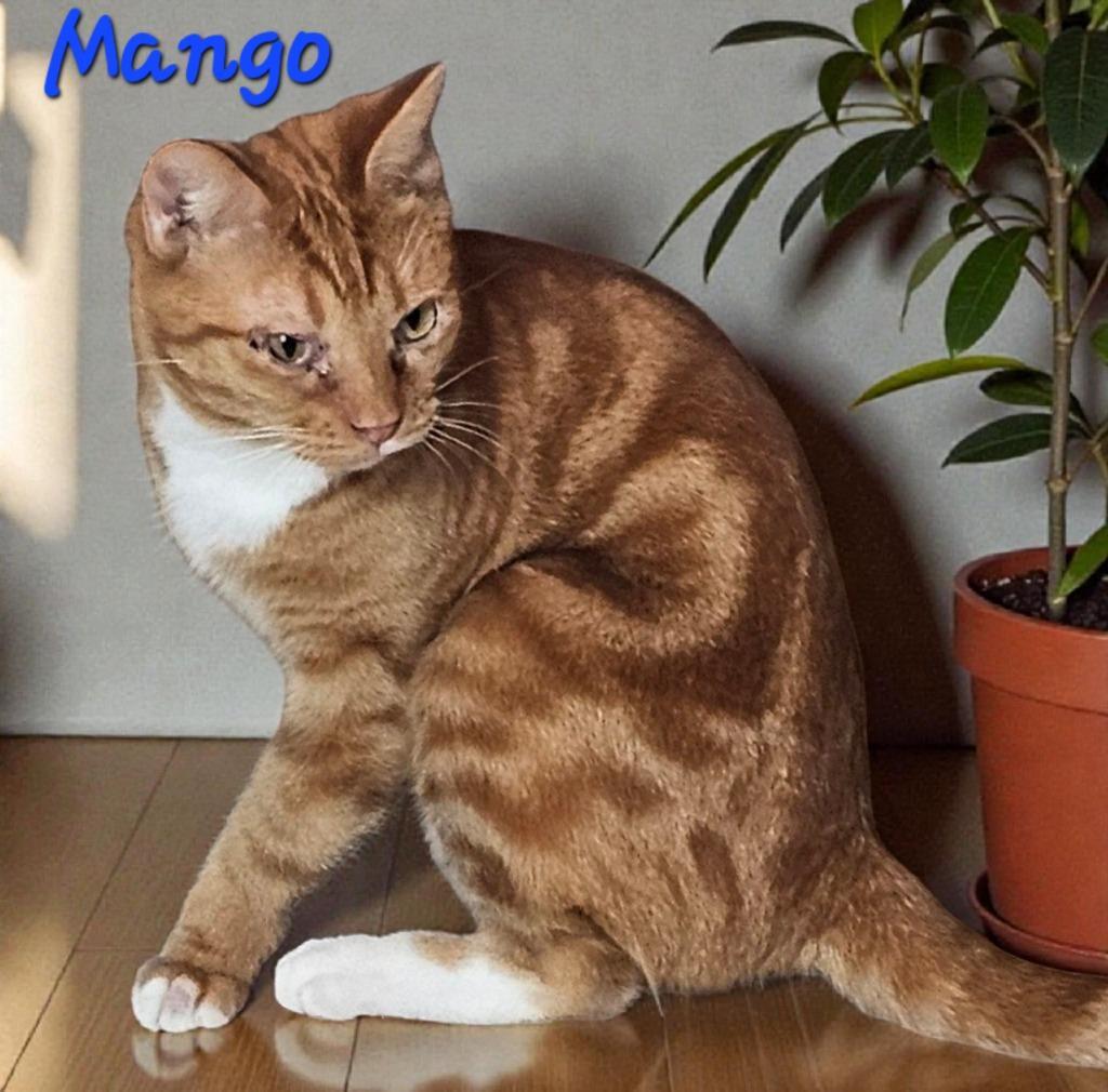Mango