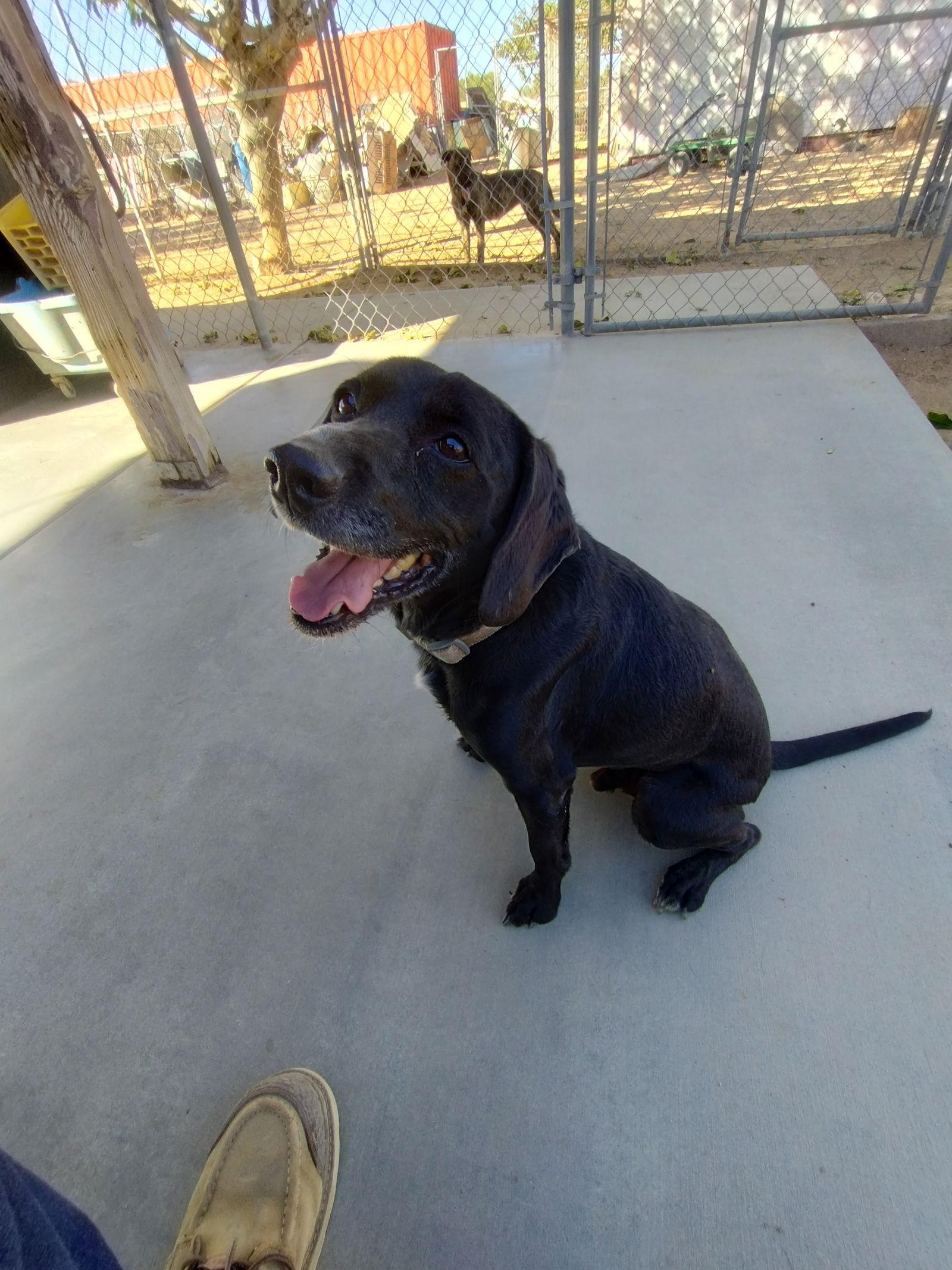 A young small-sized male Beagle dog named Bannerhe's Got A Sponsor! for adoption in Apple Valley, CA